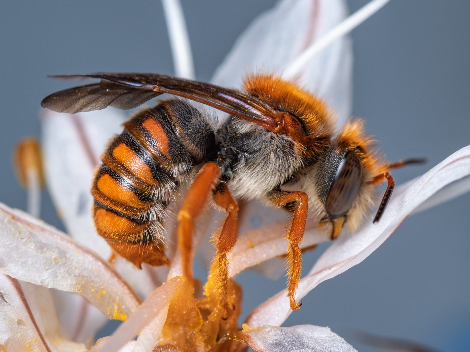 Bees : (Megachilidae) Rhodanthidium sticticum
