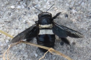 Bees : (Apidae) 