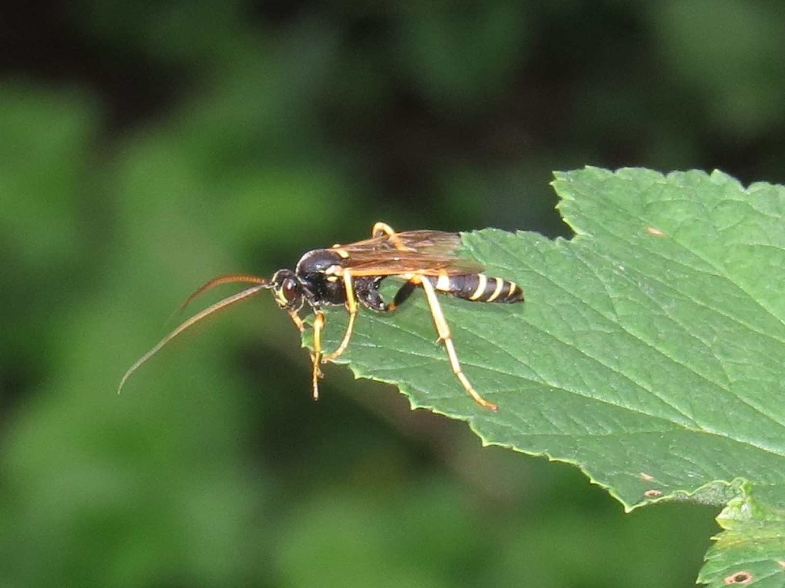 Ichneumonid and braconid wasps : (Ichneumonidae) 