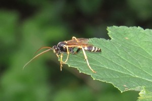 Ichneumonid and braconid wasps : (Ichneumonidae) 