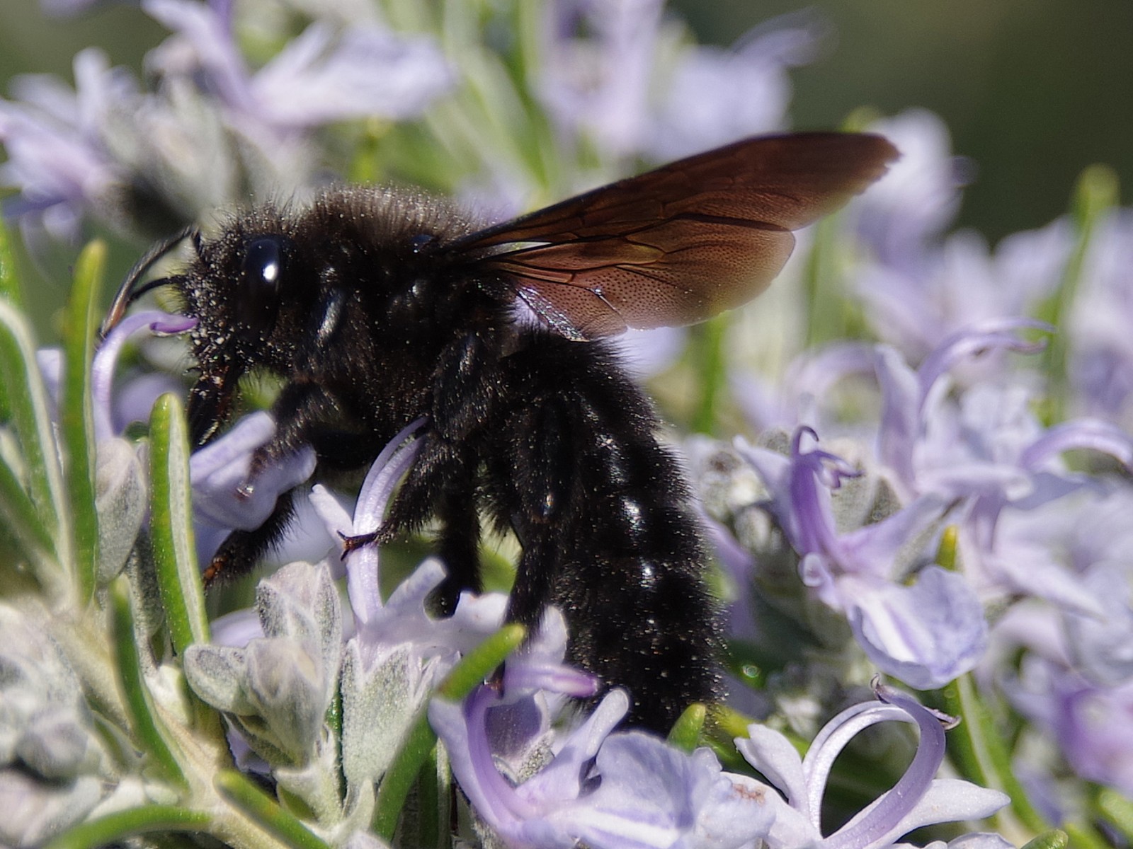 Bees : (Apidae) Xylocopa violacea