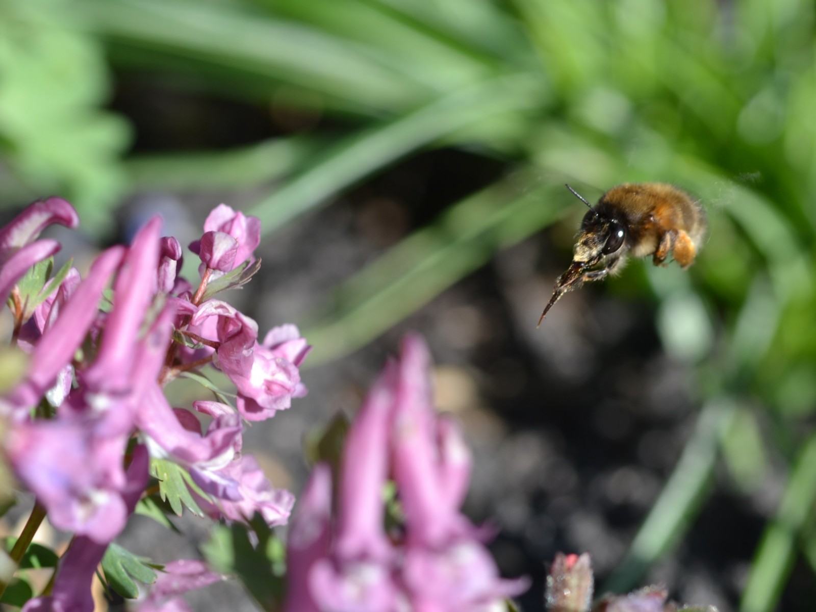 Bees : (Apidae) Anthophora plumipes