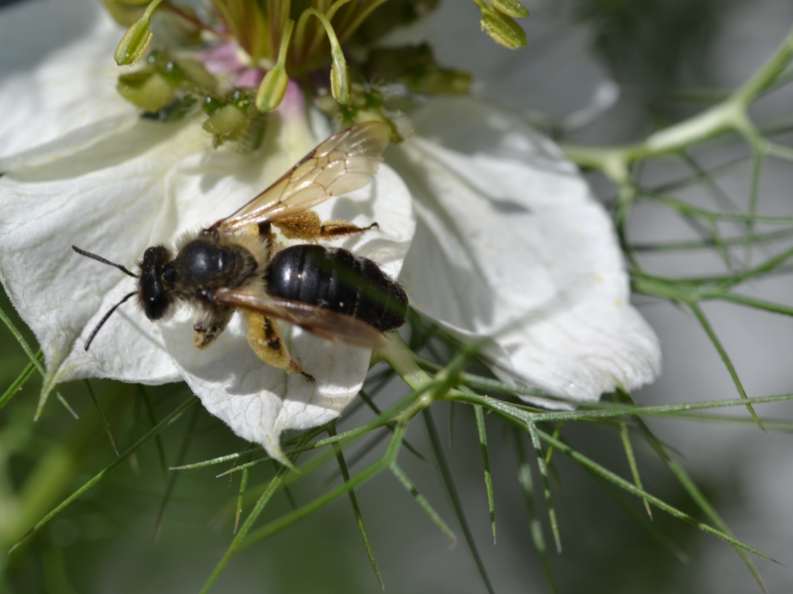 Bees : (Andrenidae) 