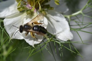 Bees : (Andrenidae) 