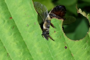 Bees : (Megachilidae) 