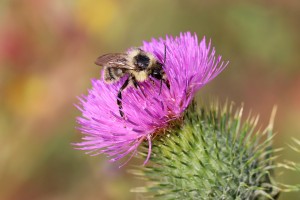 Bees : (Apidae) Bombus sylvarum