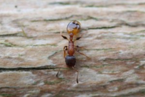 Ants : (Formicidae) 