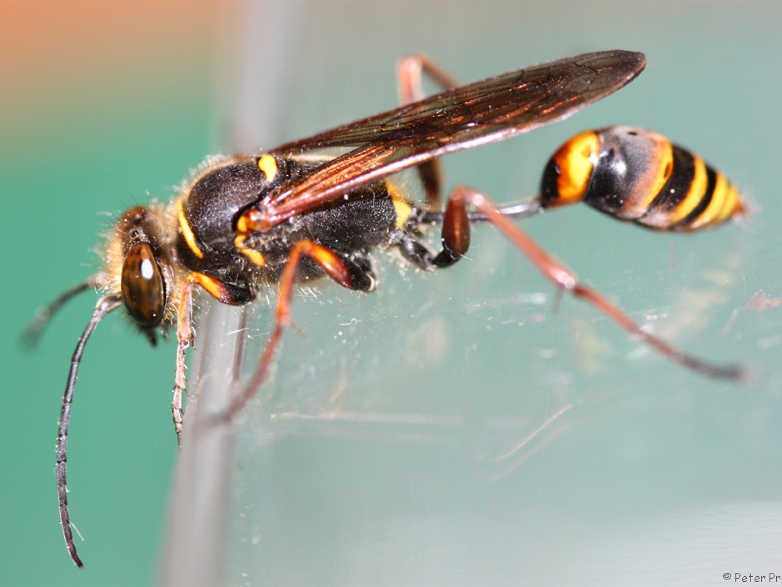 Aculeate Wasps : (Sphecidae) Sceliphron curvatum
