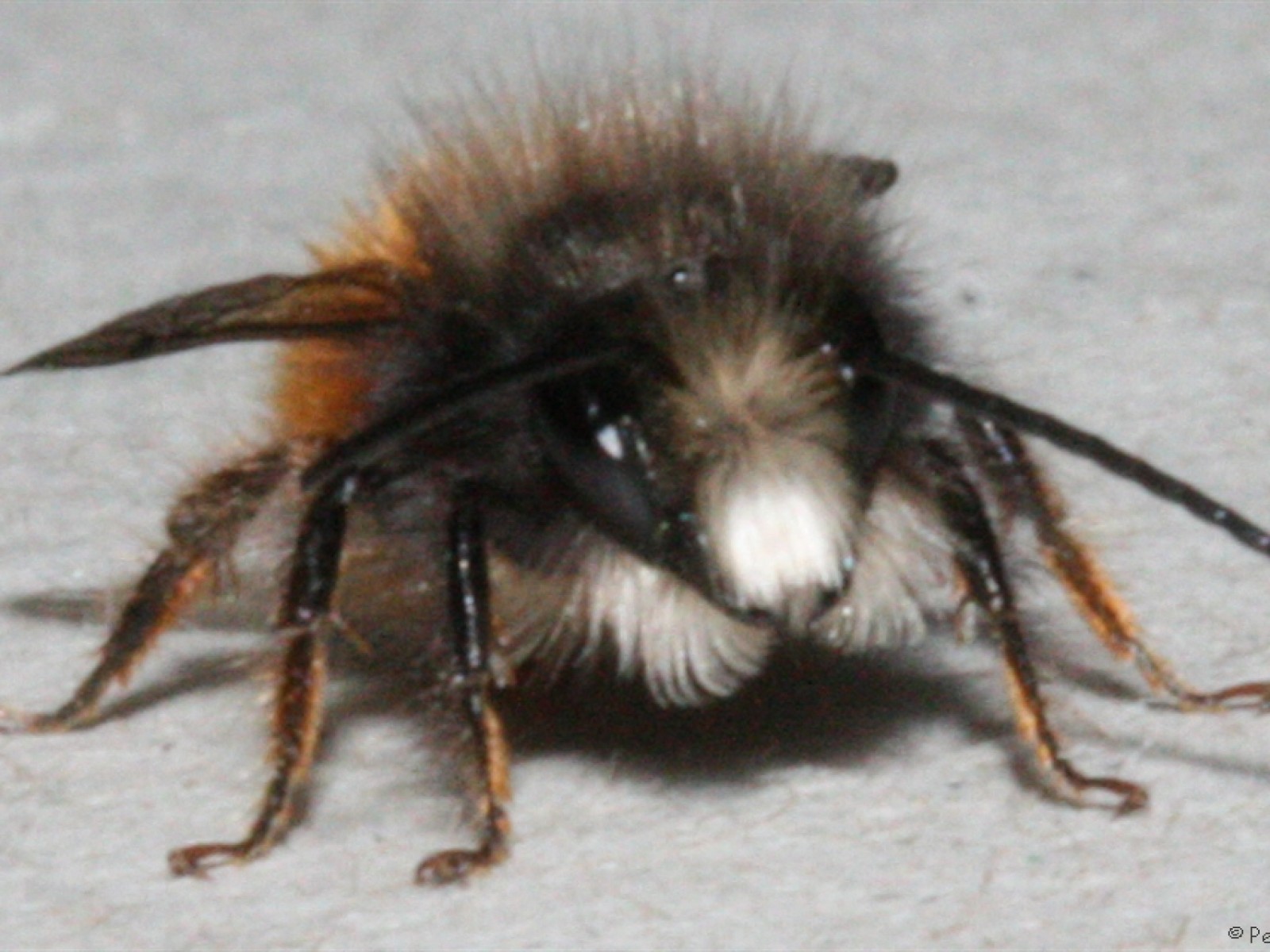 Bees : (Megachilidae) Osmia cornuta
