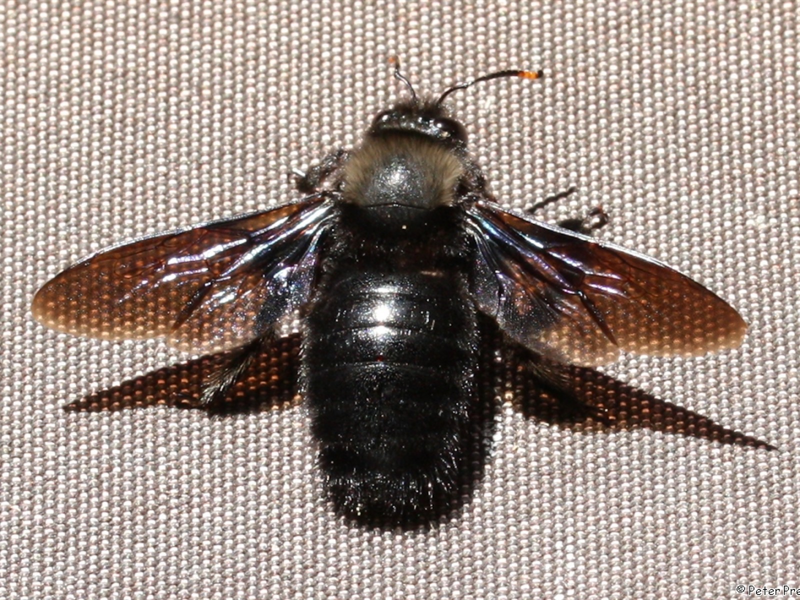 Bees : (Apidae) Xylocopa violacea