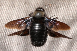 Bees : (Apidae) Xylocopa violacea