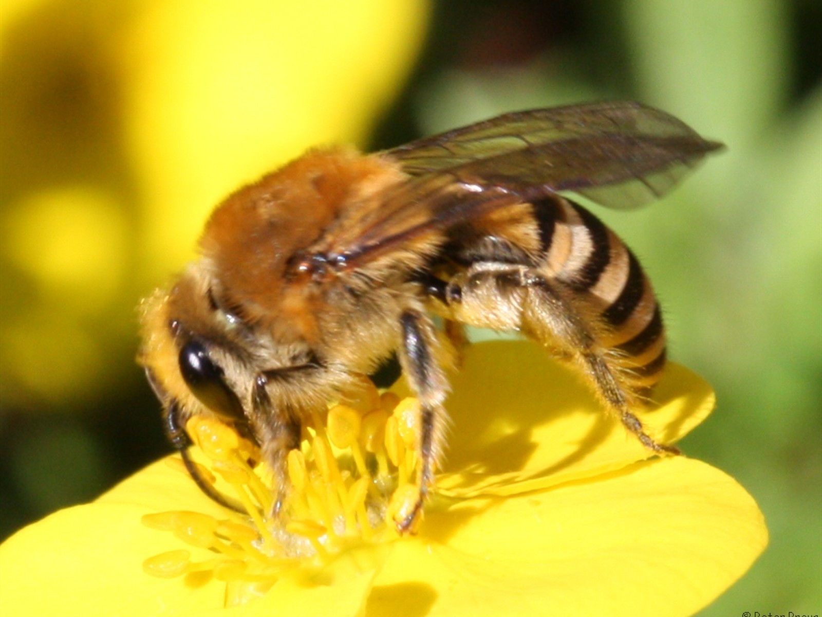 Bees : (Colletidae) Colletes hederae