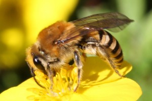 Bees : (Colletidae) Colletes hederae