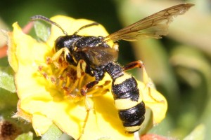 Aculeate Wasps : (Crabronidae) Cerceris rybyensis