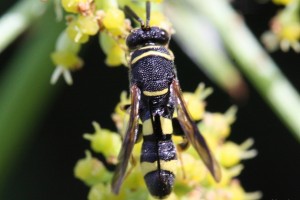 Chalcid wasps : (Leucospidae) Leucospis dorsigera
