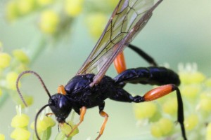 Ichneumonid and braconid wasps : (Ichneumonidae) 