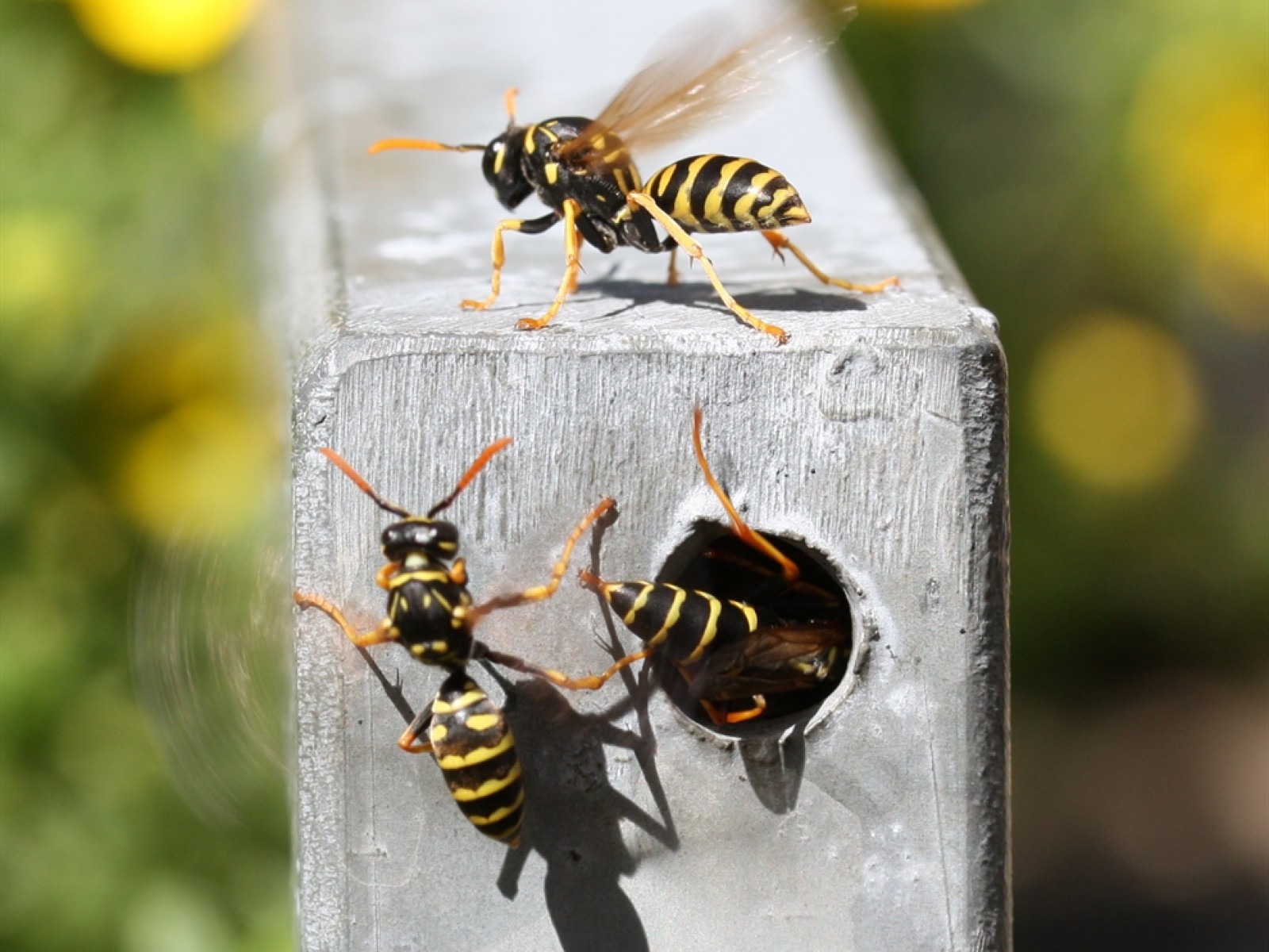 Aculeate Wasps : (Vespidae) Polistes dominula