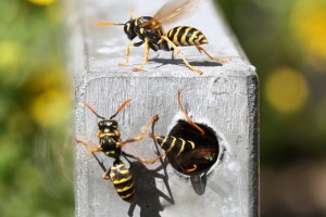 Aculeate Wasps : (Vespidae) Polistes dominula