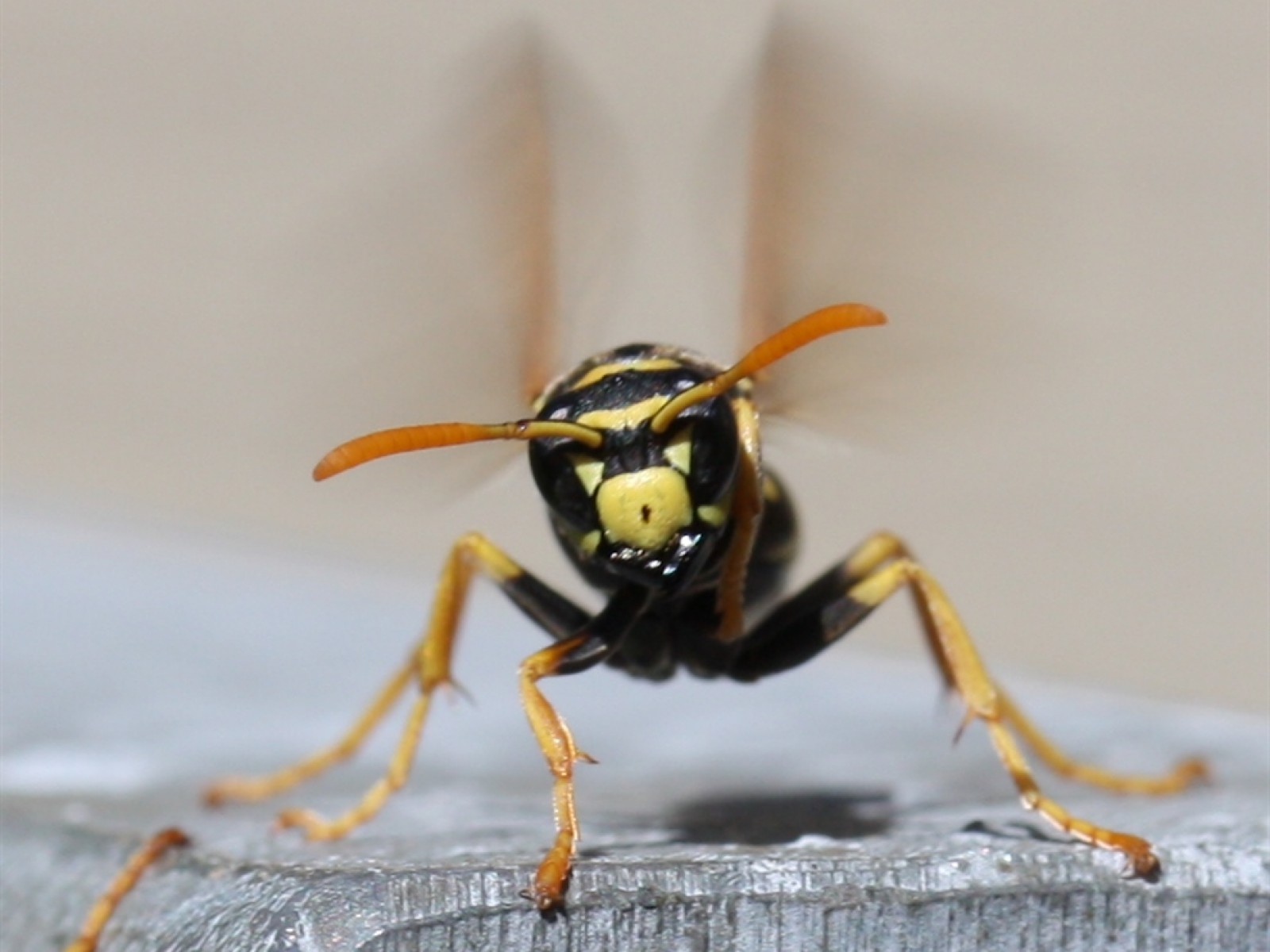 Aculeate Wasps : (Vespidae) Polistes dominula