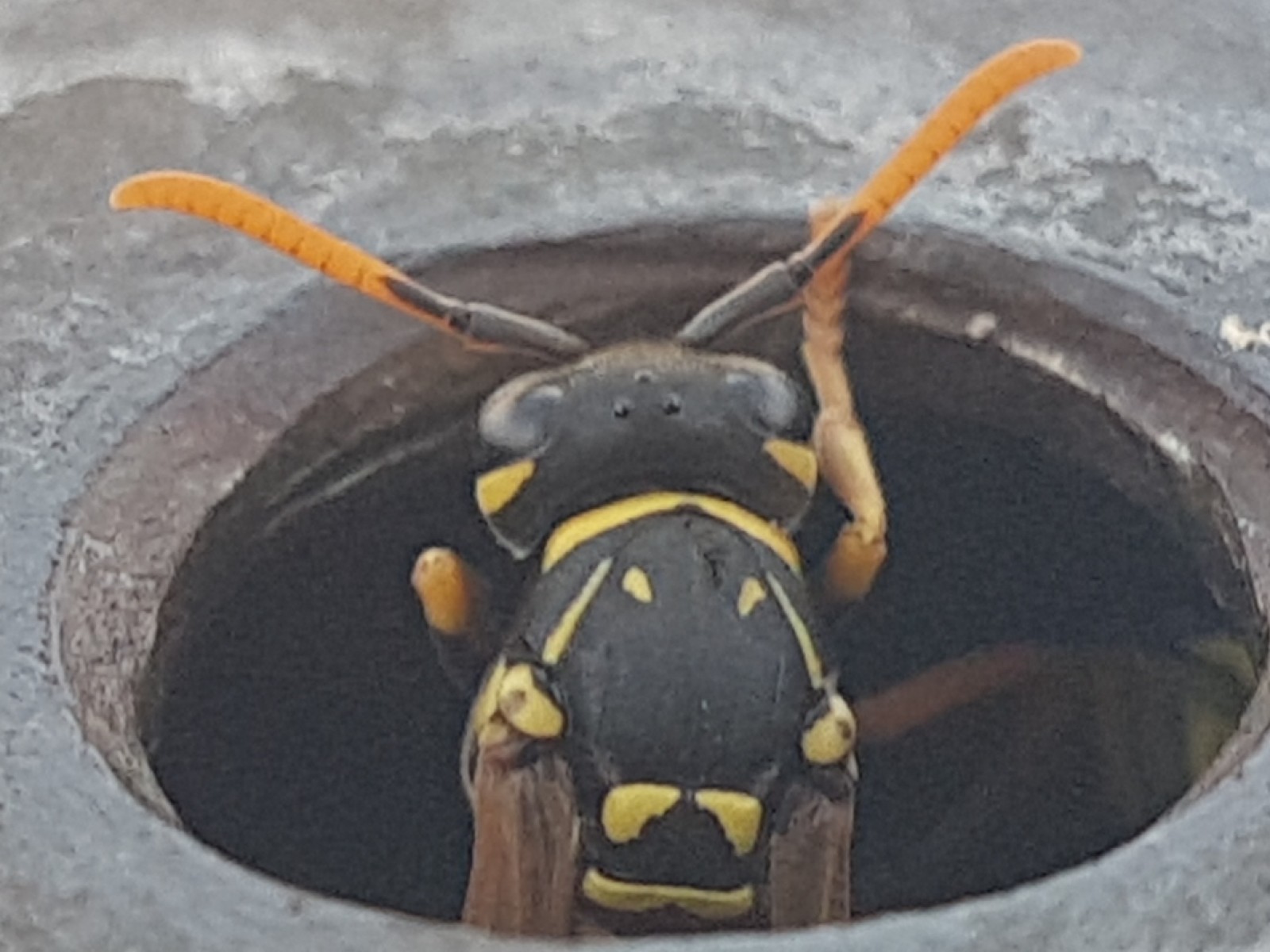 Aculeate Wasps : (Vespidae) Polistes dominula