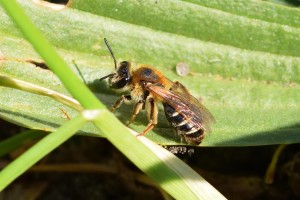 Bees : (Andrenidae) Andrena dorsata