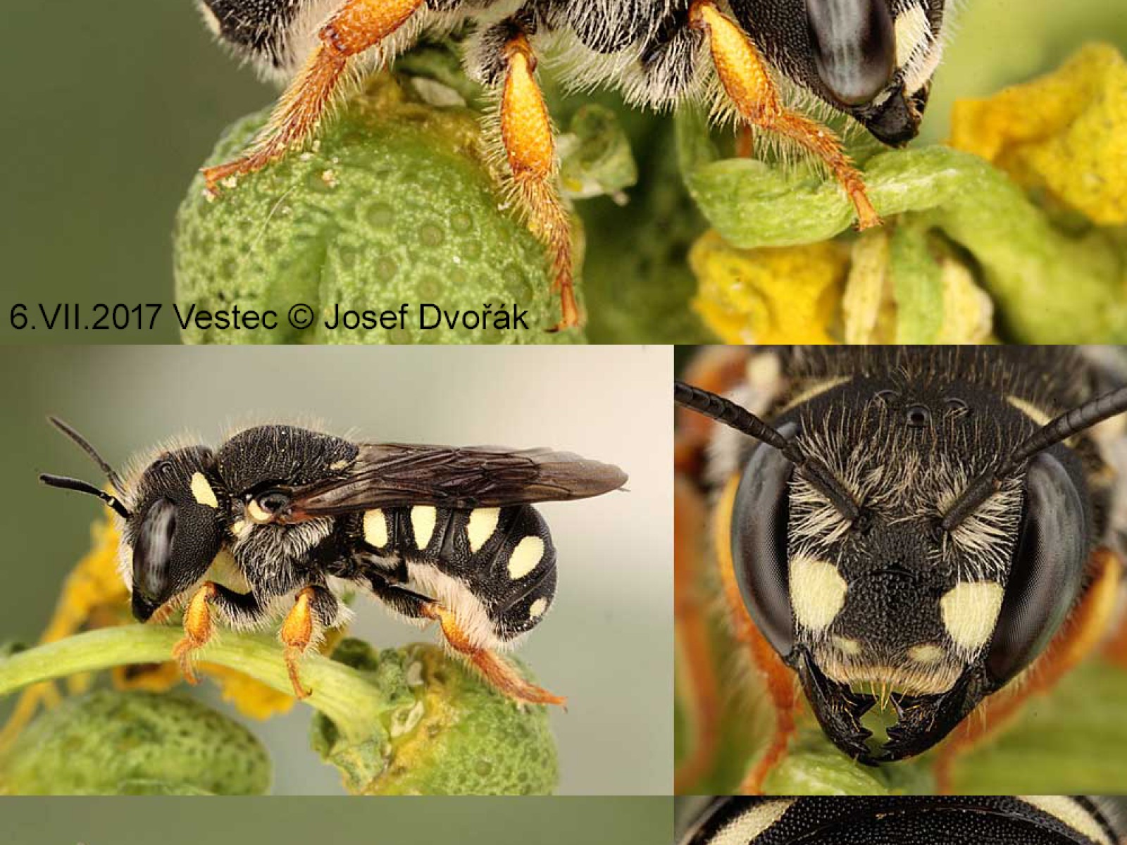 Bees : (Megachilidae) Anthidiellum strigatum