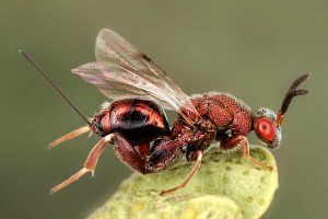Chalcid wasps : (Torymidae) 
