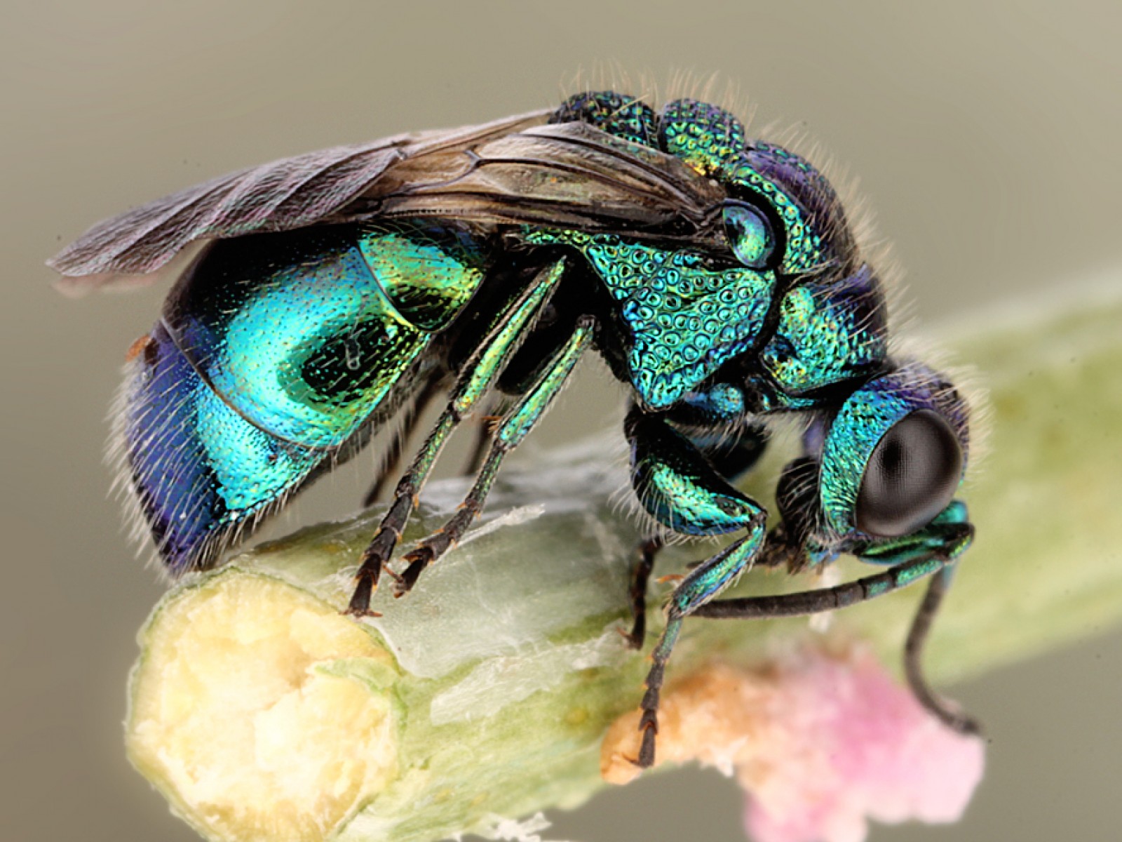 Aculeate Wasps : (Chrysididae) 