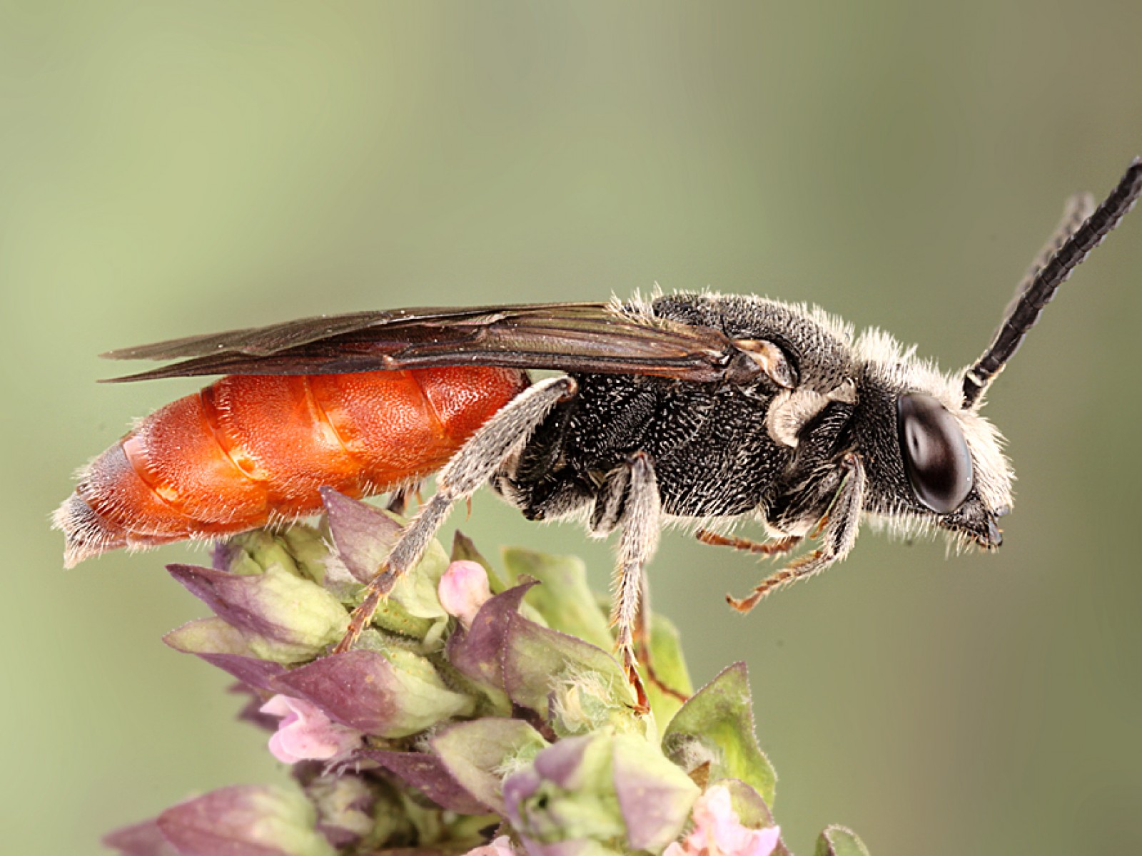 Bees : (Halictidae) Sphecodes albilabris