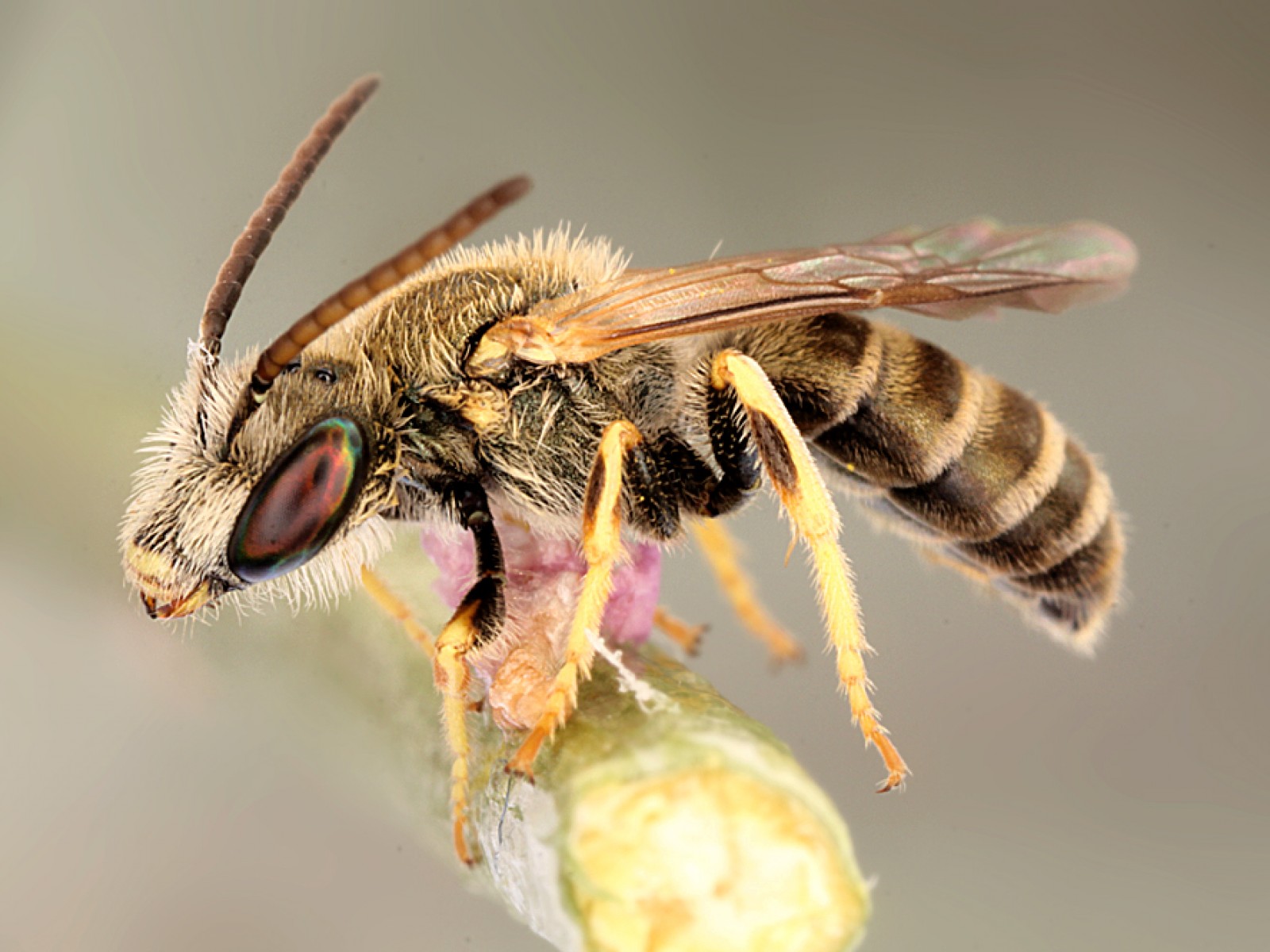 Bees : (Apidae) 