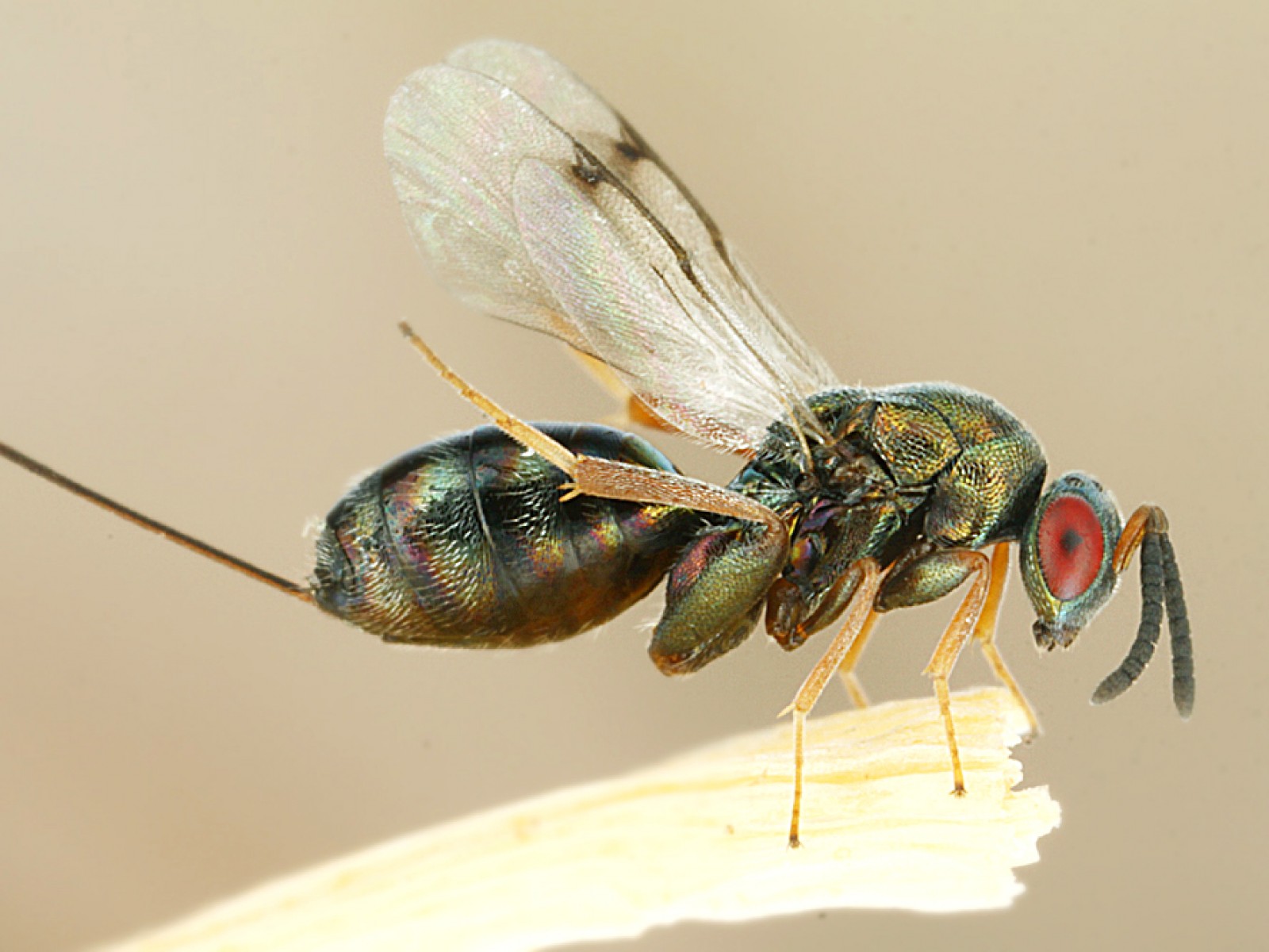 Chalcid wasps : (Torymidae) 