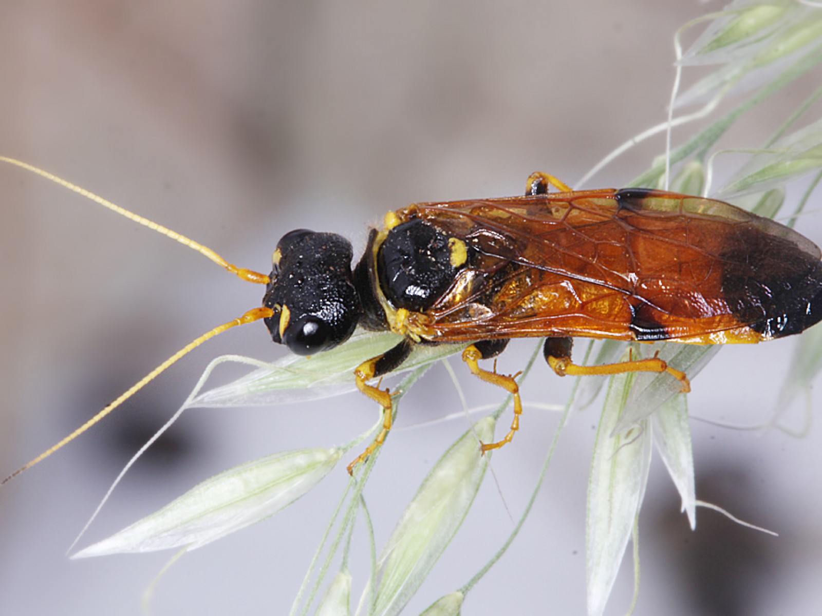 Sawflies and horntails : (Pamphiliidae) Acantholyda erythrocephala