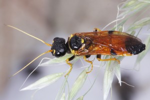 Sawflies and horntails : (Pamphiliidae) Acantholyda erythrocephala