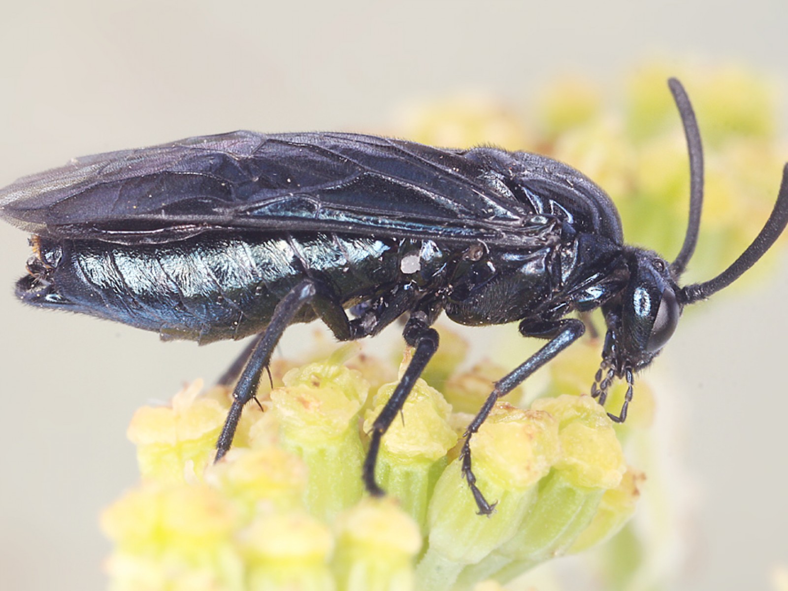 Sawflies and horntails : (Argidae) Arge berberidis