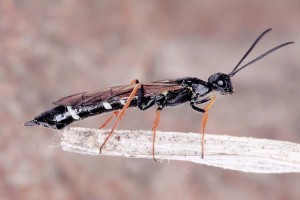 Sawflies and horntails : (Cephidae) Hartigia xanthostoma