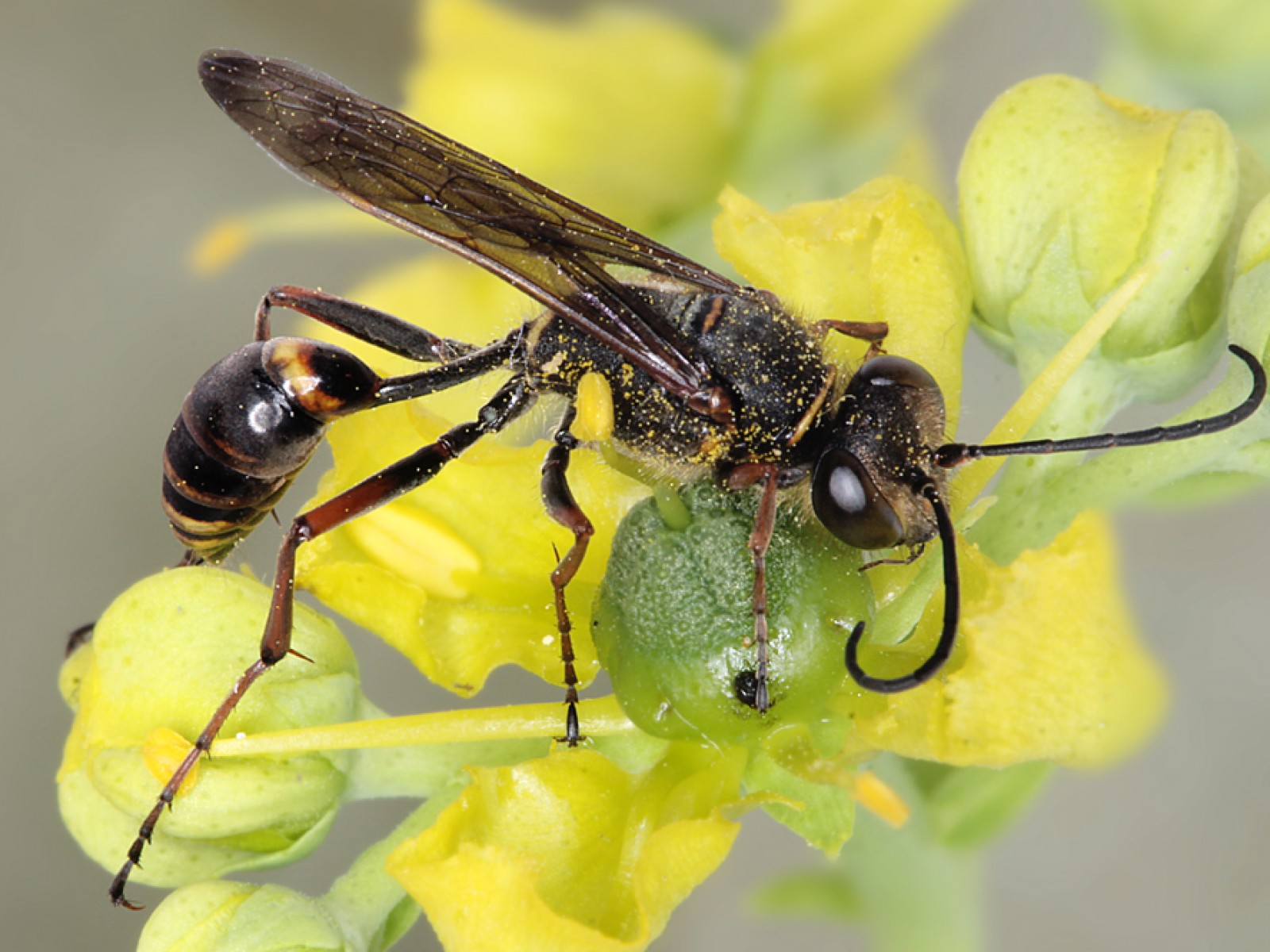 Aculeate Wasps : (Sphecidae) Sceliphron curvatum