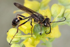 Aculeate Wasps : (Sphecidae) Sceliphron curvatum