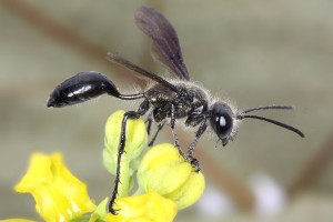 Aculeate Wasps : (Sphecidae) Isodontia mexicana