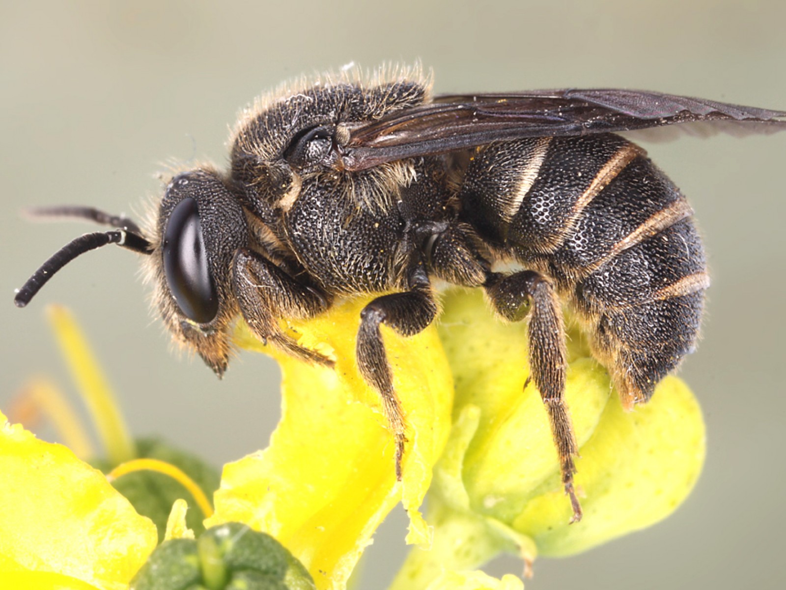 Bees : (Megachilidae) Stelis punctulatissima