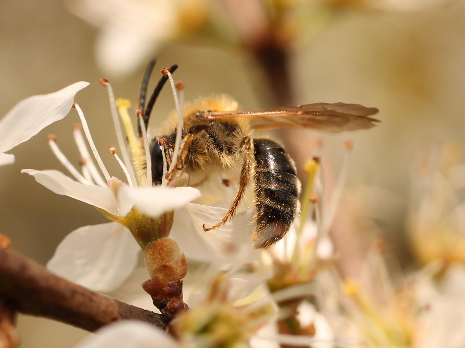Bees : (Andrenidae) Andrena haemorrhoa