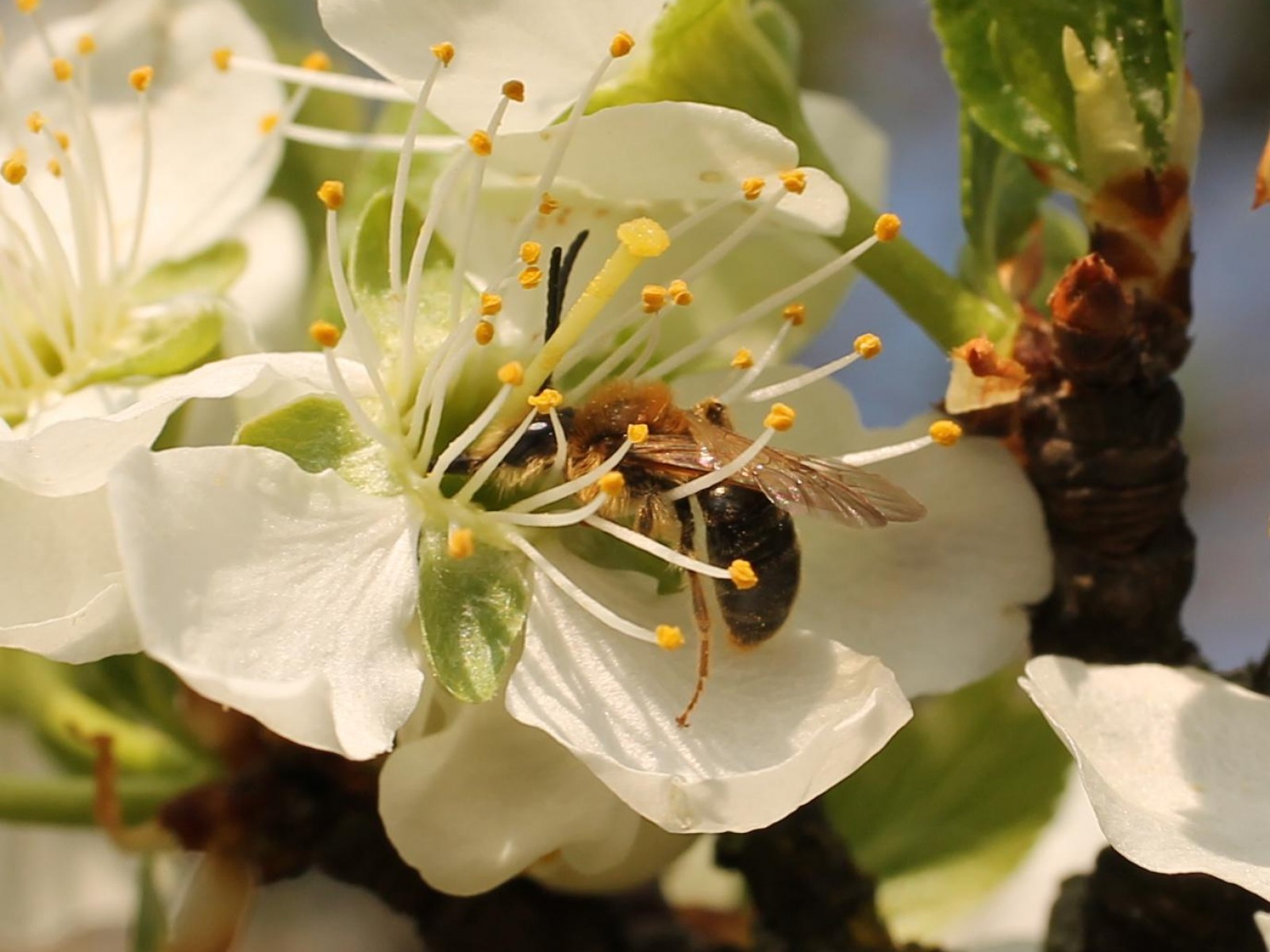 Bees : (Andrenidae) Andrena haemorrhoa