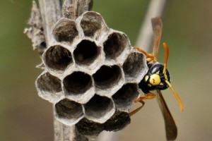 Aculeate Wasps : (Vespidae) Polistes gallicus