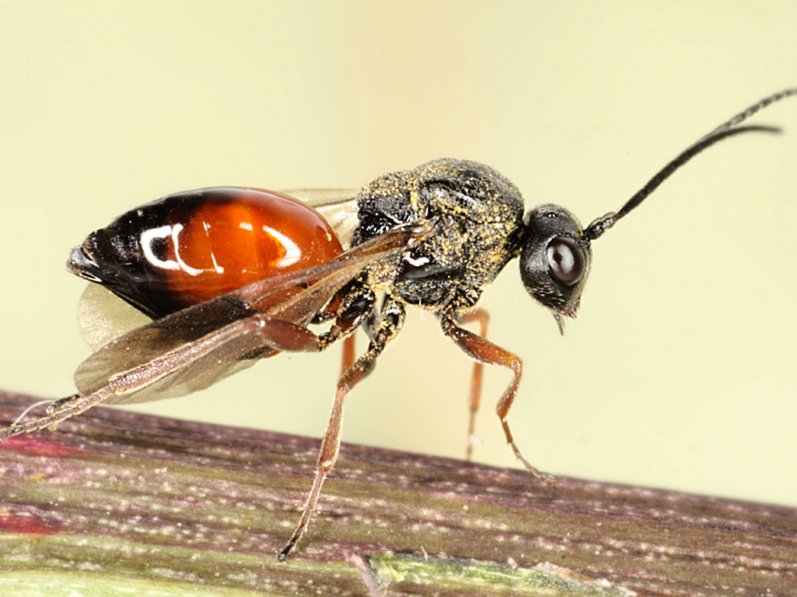 Other parasitoids : (Cynipidae) 