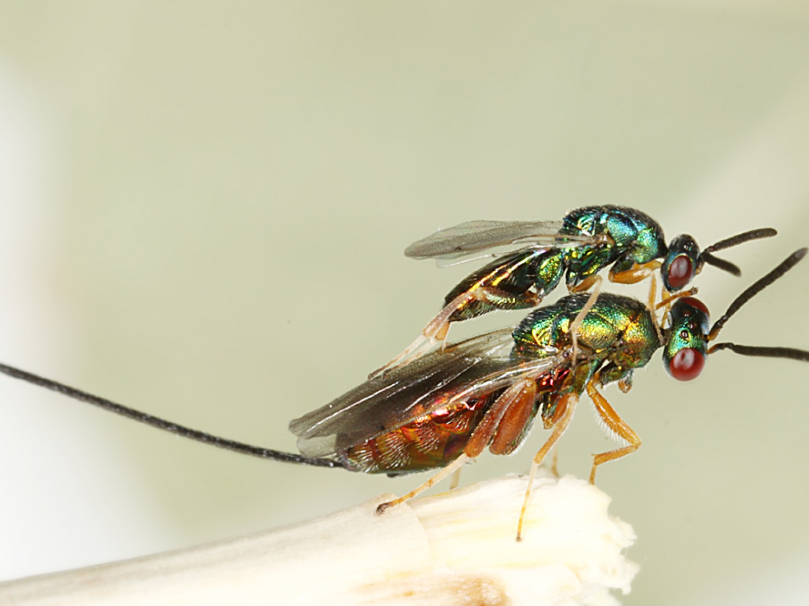 Chalcid wasps : (Torymidae) 
