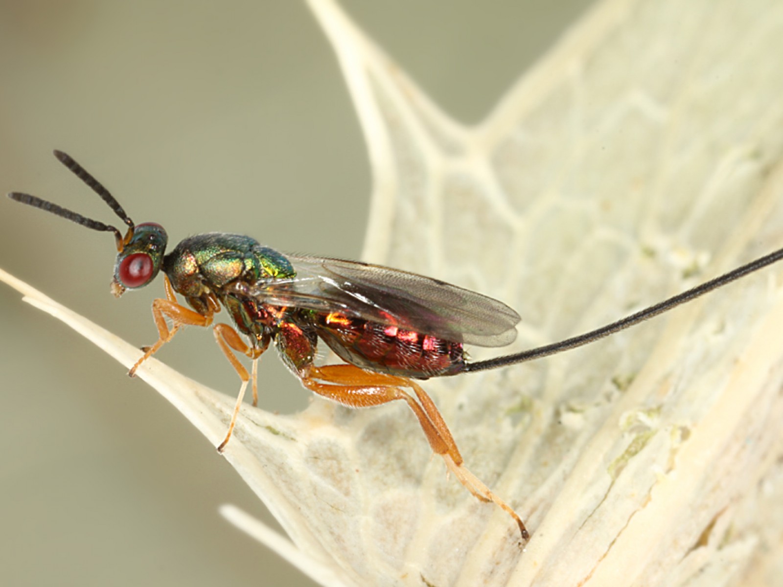 Chalcid wasps : (Torymidae) 