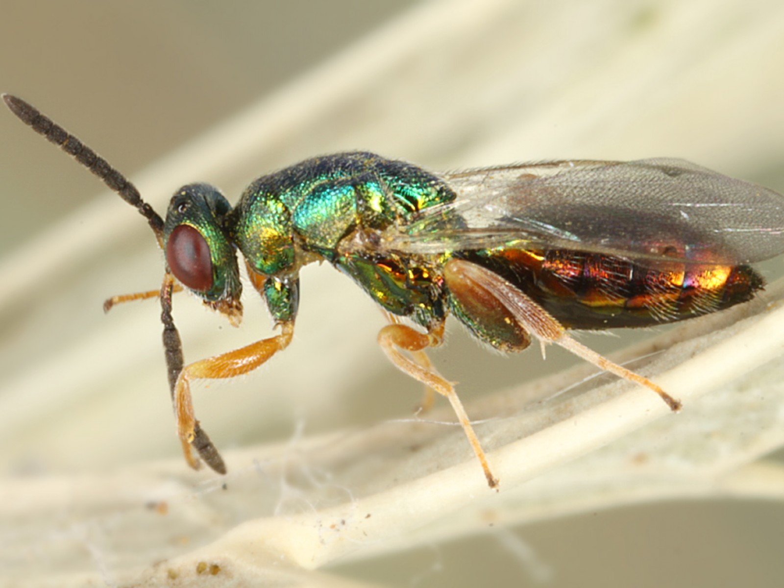 Chalcid wasps : (Torymidae) 