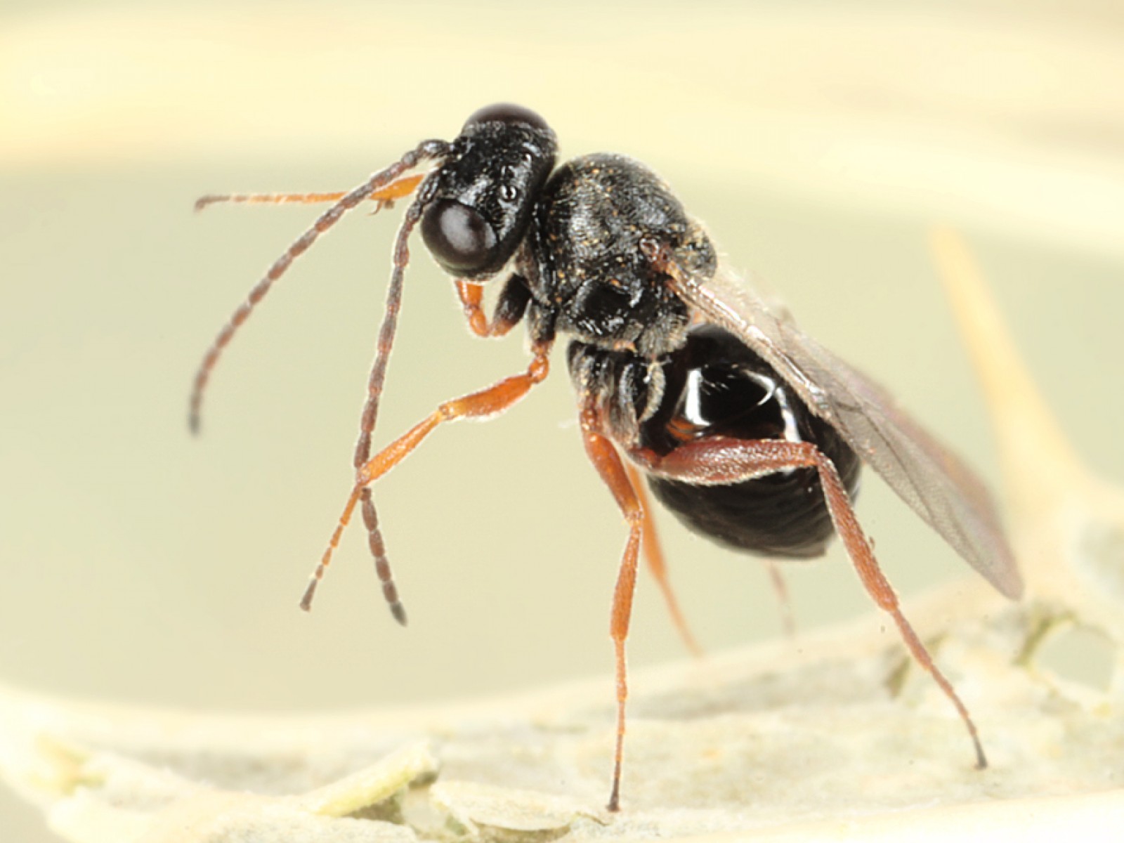 Other parasitoids : (Cynipidae) 