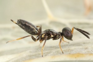 Chalcid wasps : (Eupelmidae) Eupelmus urozonus