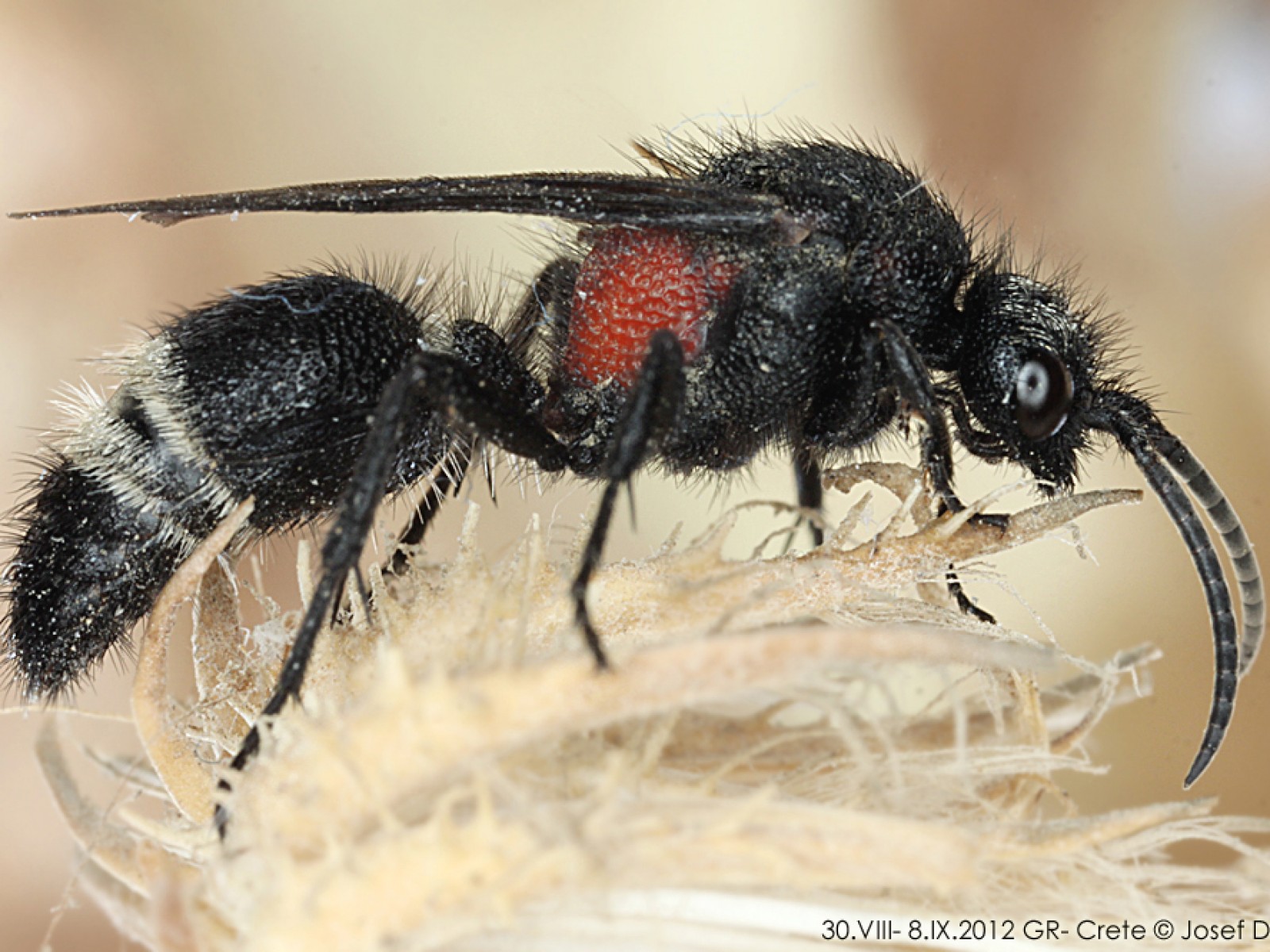 Aculeate Wasps : (Mutillidae) 