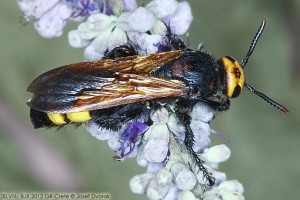 Aculeate Wasps : (Scoliidae) Megascolia maculata